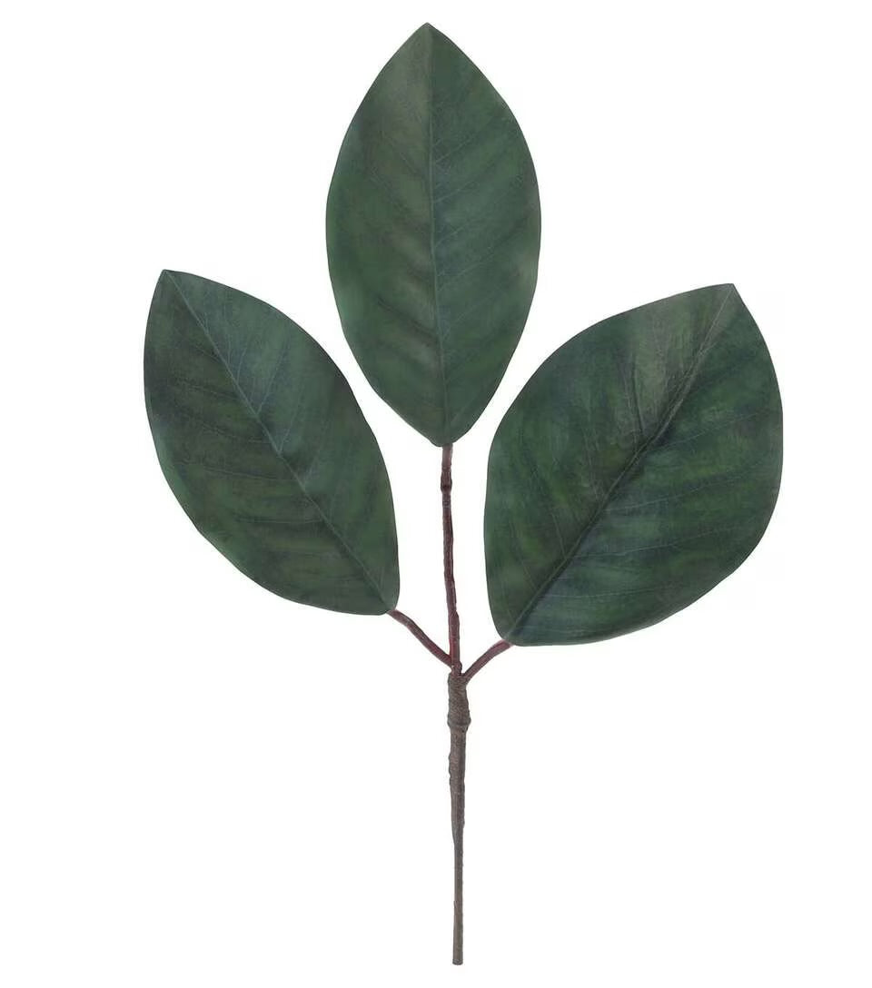 3 leaf magnolia stem