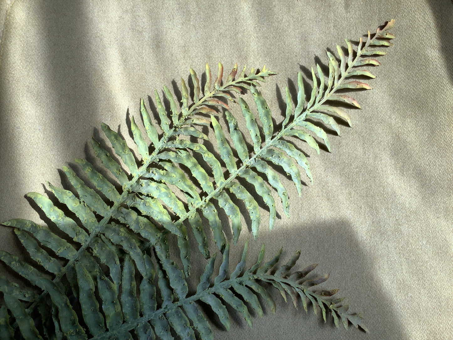 Fern spray