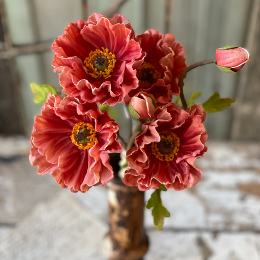 Poppy Bundle Ginger