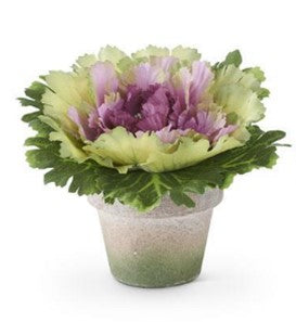 cabbage kale stem