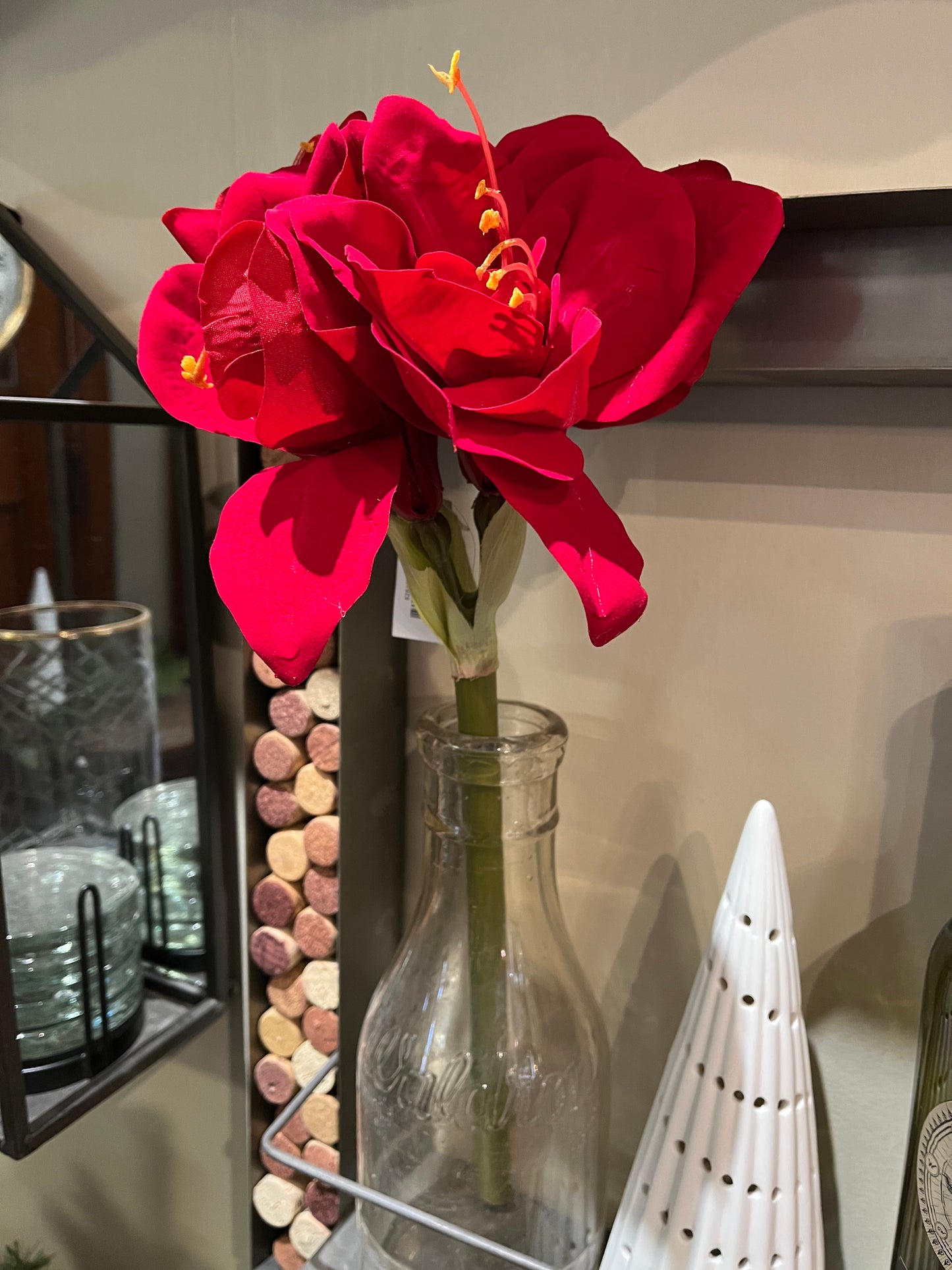 Red Amaryllis Stem