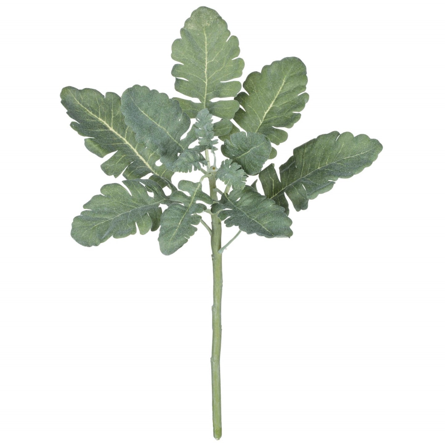 dusty miller pick