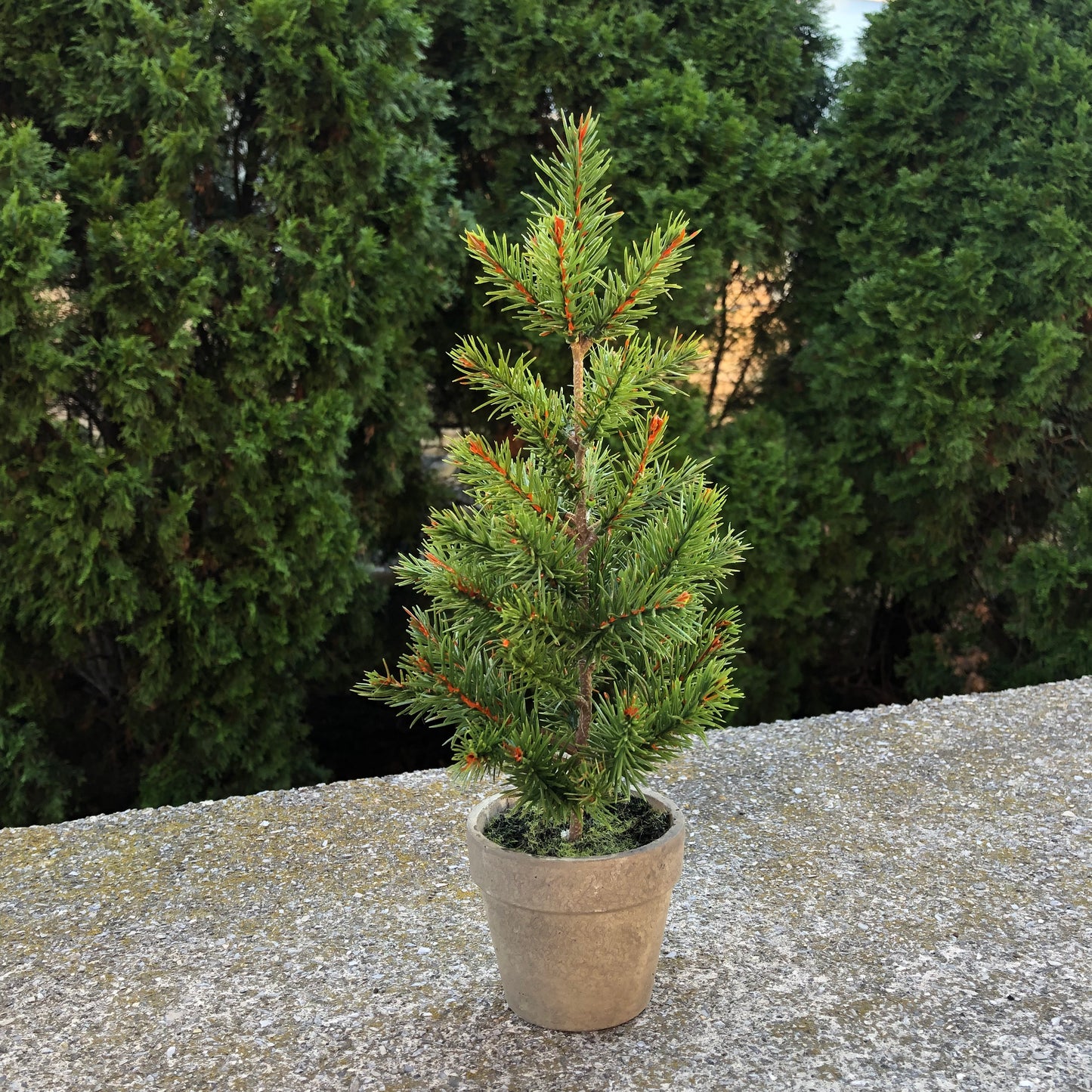 12" potted pine tree