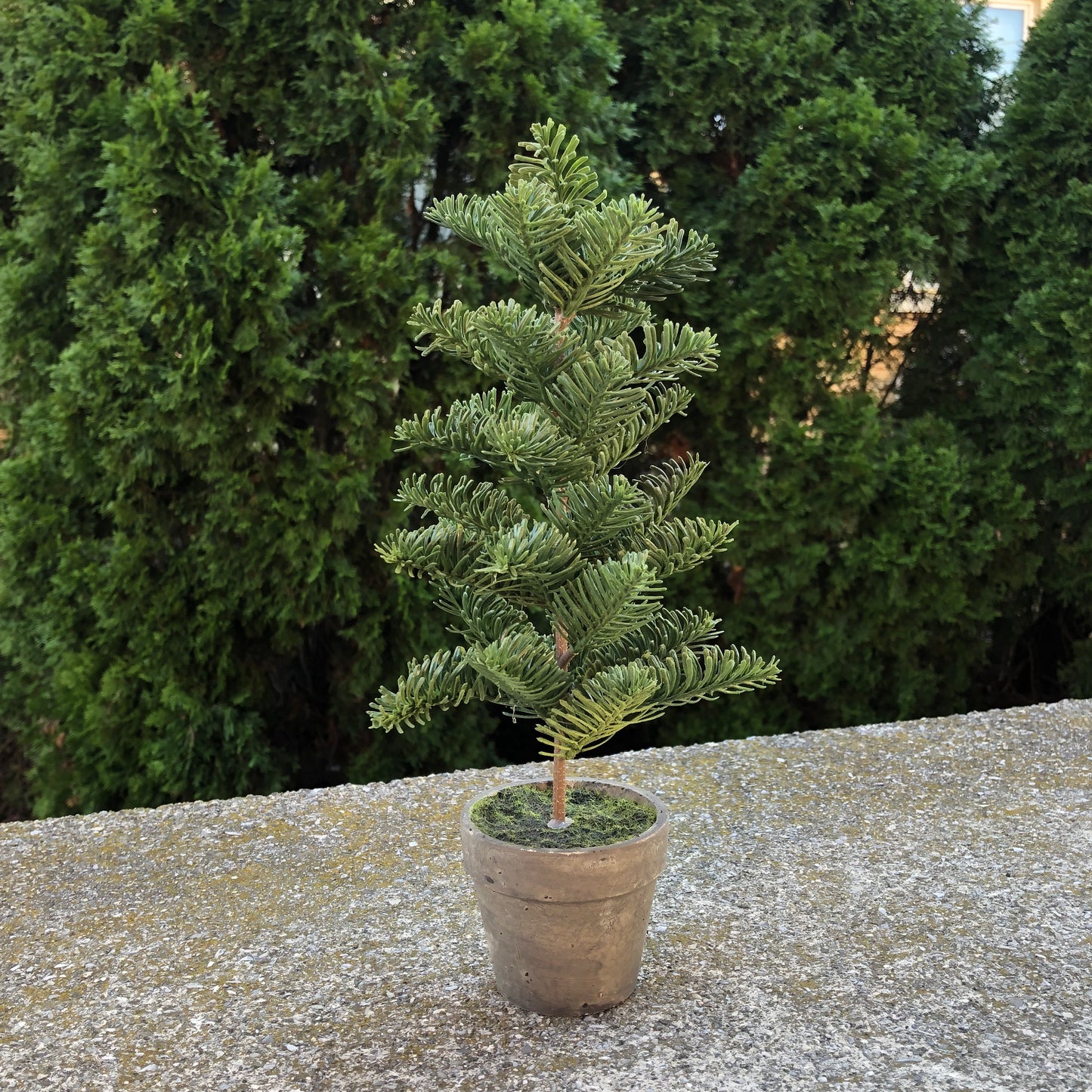 12" potted pine tree