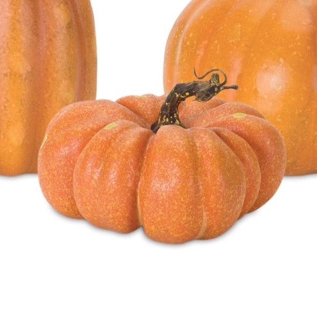 Realistic field pumpkins