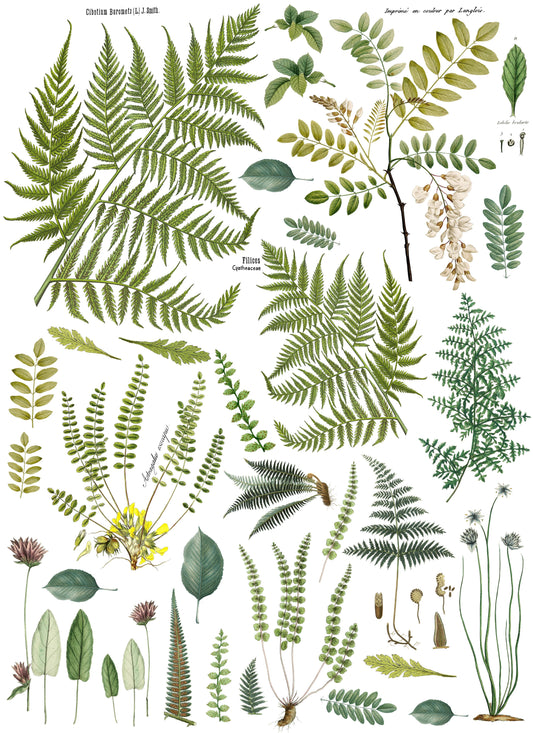 Frond Botanical - 24" x 33" transfer