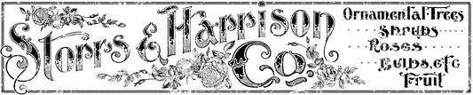 Storrs & Harrison - 12" x 60" transfer