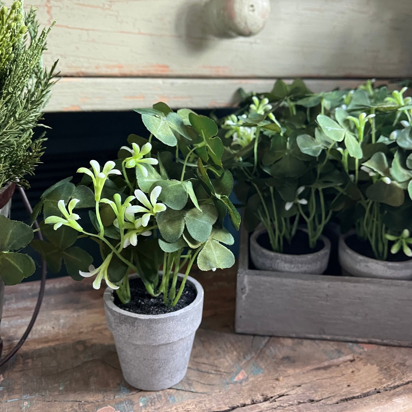 Potted Oxalis plant