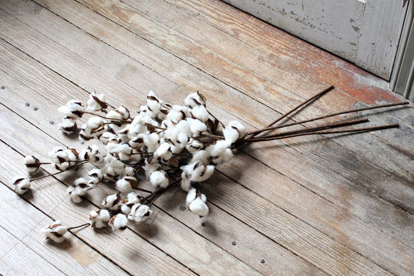 Cotton stem