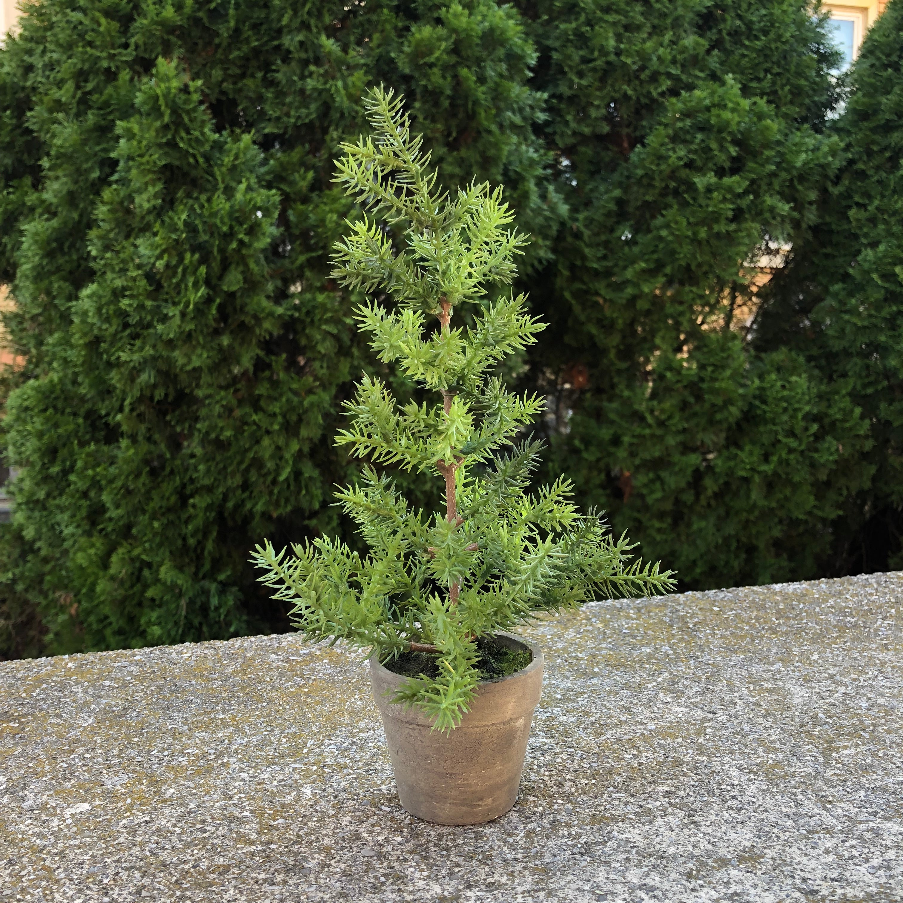 12 potted pine tree