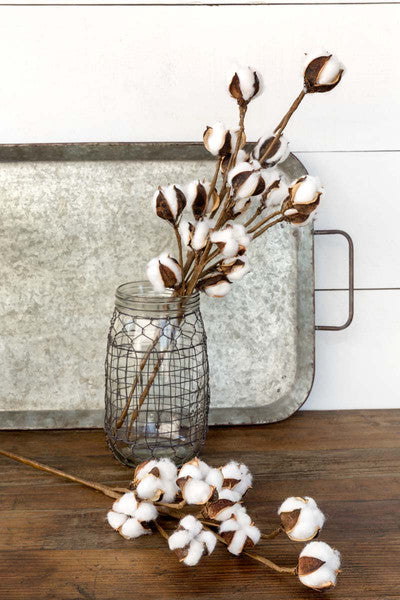 Cotton stem