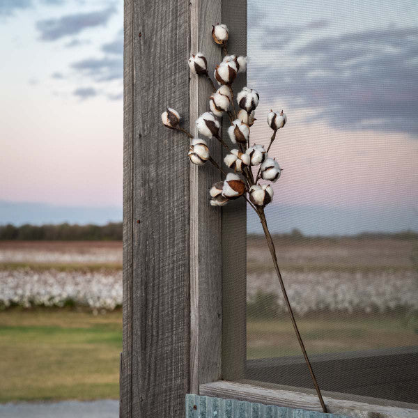 Cotton stem