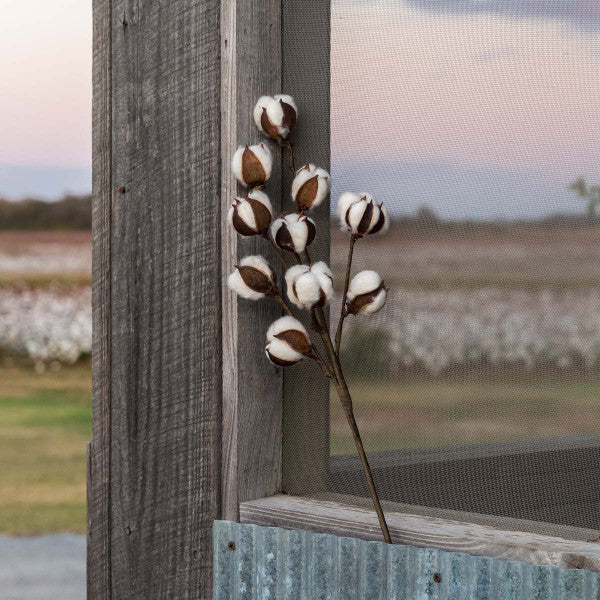Cotton stem