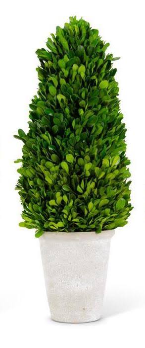 Natural boxwood trees