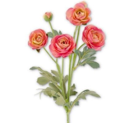 Pink Ranunculus stem