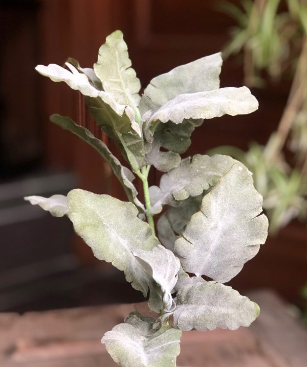 dusty miller