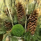 natural sugar pine cone