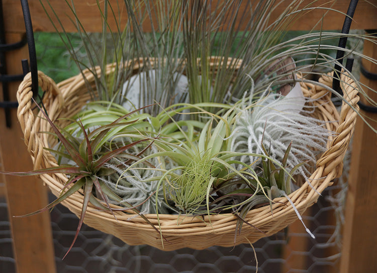 Air Plant