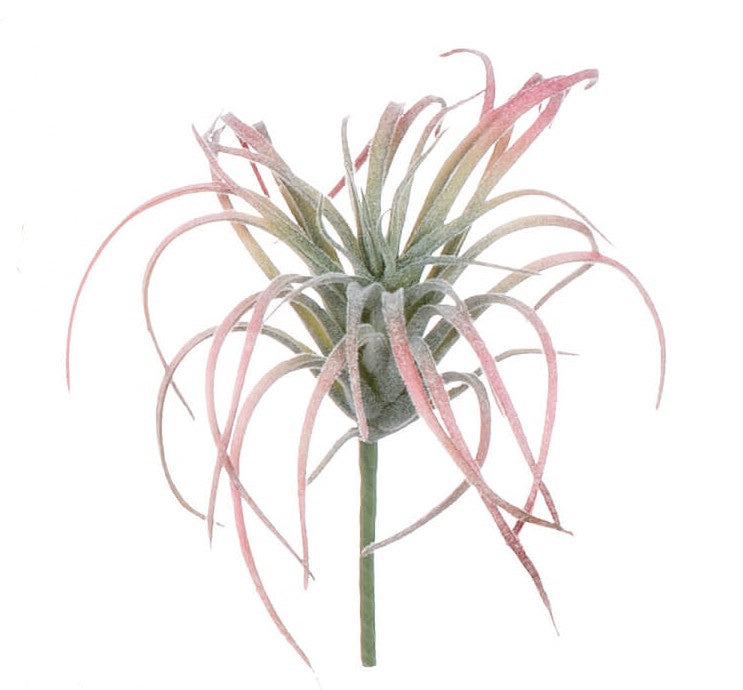 Air Plant