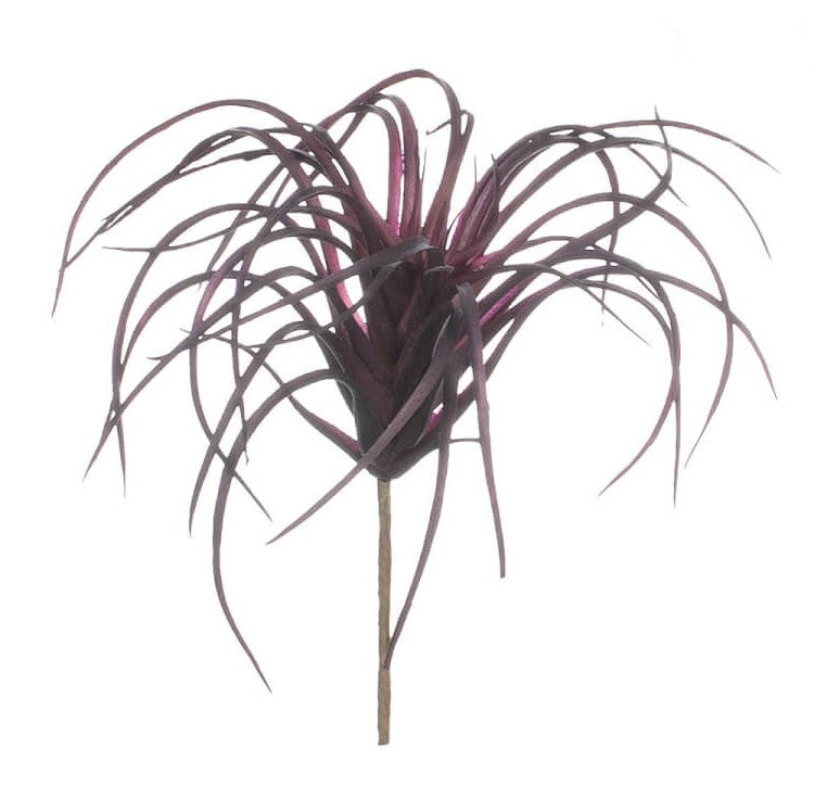 Air Plant