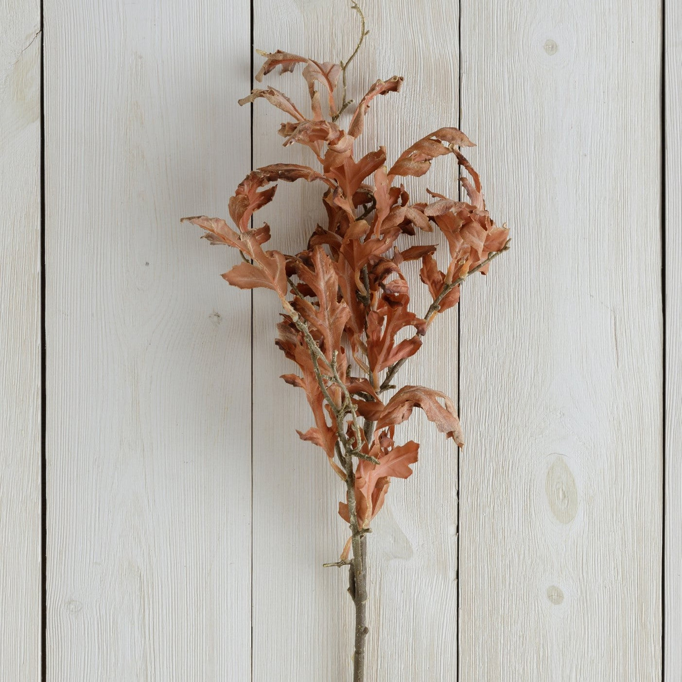 Dried oak leaves in two colors