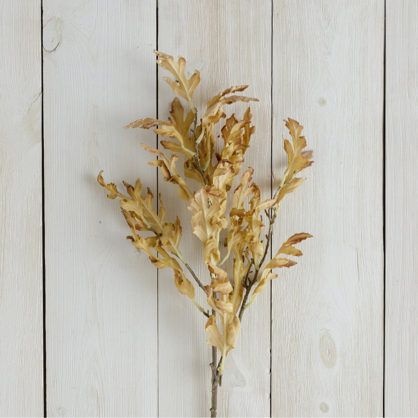 Dried oak leaves in two colors