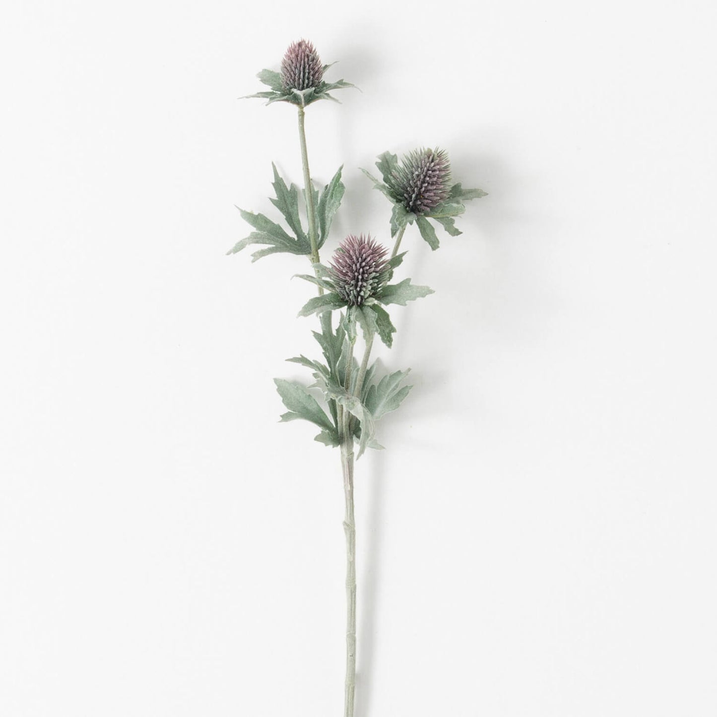 Thistle stem